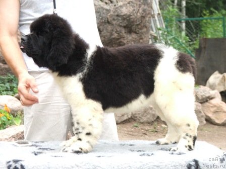 Фото: ньюфаундленд Plushevaya Panda Unikalnoe Sokrowischtsche (Плюшевая Панда Уникальное Сокровище)