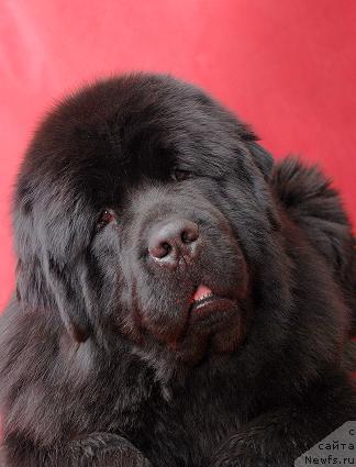 Фото: ньюфаундленд Super Premium Ask Mi From YEksklyuziv (Супер Премиум Аск Ми Фром Эксклюзив)