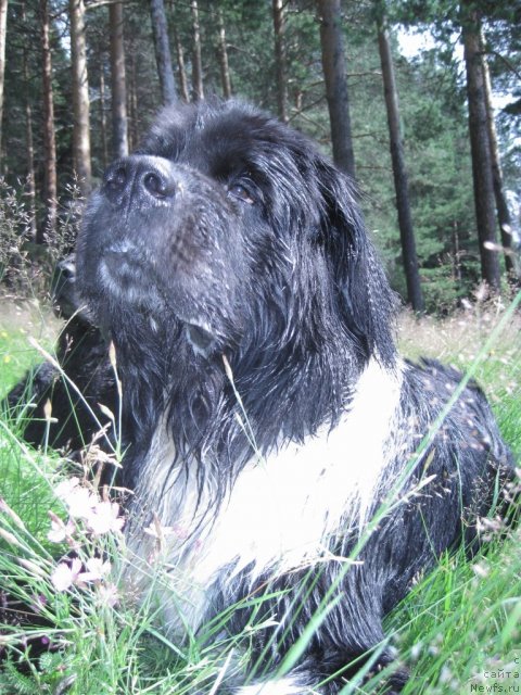 Фото: ньюфаундленд Super Bizon Gera (Супер Бизон Гера)