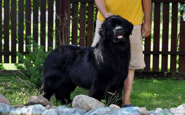 Фото: ньюфаундленд Sazha s Berega Dona (Сажа с Берега Дона)