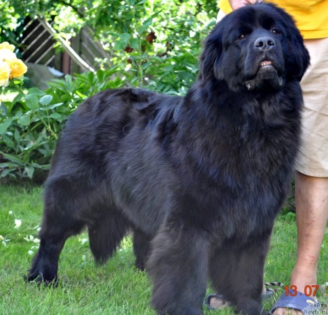 Фото: ньюфаундленд Sazha s Berega Dona (Сажа с Берега Дона)