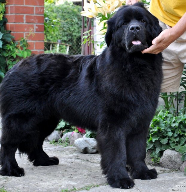 Фото: ньюфаундленд Sazha s Berega Dona (Сажа с Берега Дона)