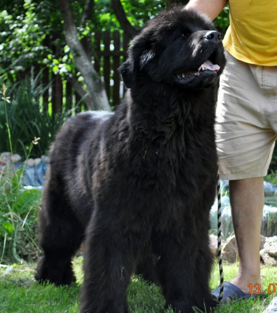 Фото: ньюфаундленд Zvezda Rostova s Berega Dona (Звезда Ростова с Берега Дона)