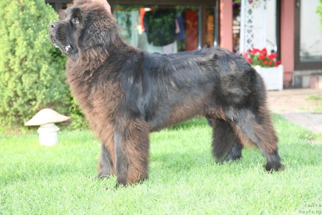 Фото: ньюфаундленд Sent Djons Handsel for Me (Сент Джонс Хендсел фо Ми)