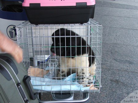 Фото: ньюфаундленд Plushevaya Panda Unikalnoe Sokrowischtsche (Плюшевая Панда Уникальное Сокровище)