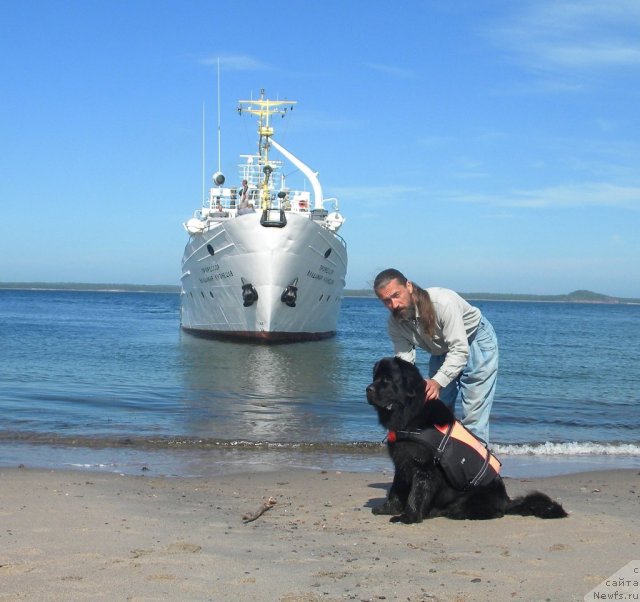 Фото: ньюфаундленд Aquatoriya Kelvin Kadril (Акватория Келвин Кадриль), Aleksandr Jakov (Александр Жаков)