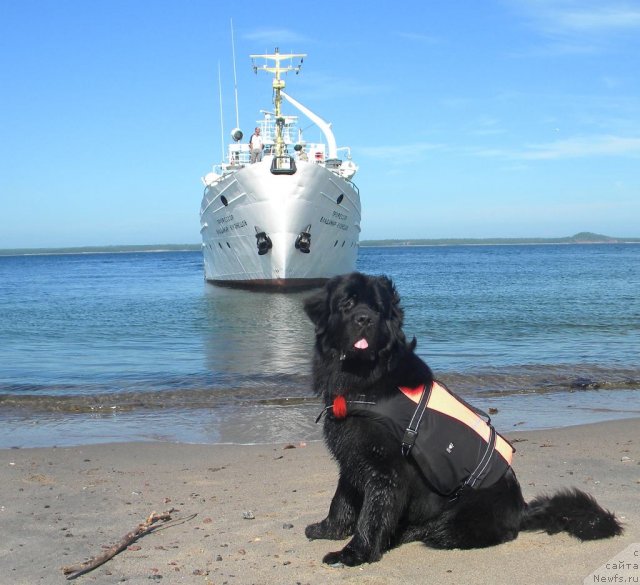 Фото: ньюфаундленд Aquatoriya Kelvin Kadril (Акватория Келвин Кадриль)