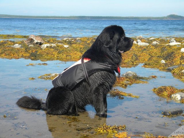 Фото: ньюфаундленд Aquatoriya Kelvin Kadril (Акватория Келвин Кадриль)
