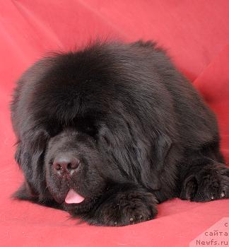 Фото: ньюфаундленд Super Premium Ask Mi From YEksklyuziv (Супер Премиум Аск Ми Фром Эксклюзив)