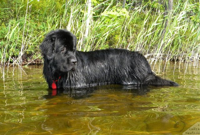 Фото: ньюфаундленд Aquatoriya Kelvin Kadril (Акватория Келвин Кадриль)