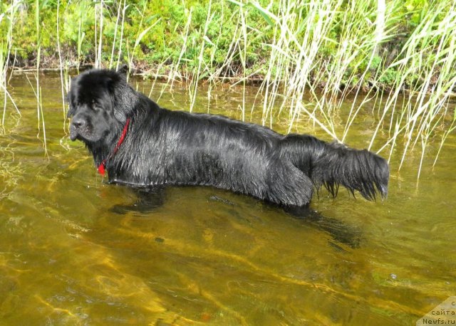 Фото: ньюфаундленд Aquatoriya Kelvin Kadril (Акватория Келвин Кадриль)