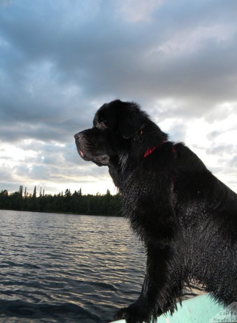 Фото: ньюфаундленд Aquatoriya Kelvin Kadril (Акватория Келвин Кадриль)