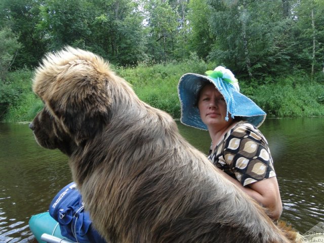 Фото: ньюфаундленд Barhatka Roskoshnaya (Бархатка Роскошная), Svetlana Permyakova (Светлана Пермякова)