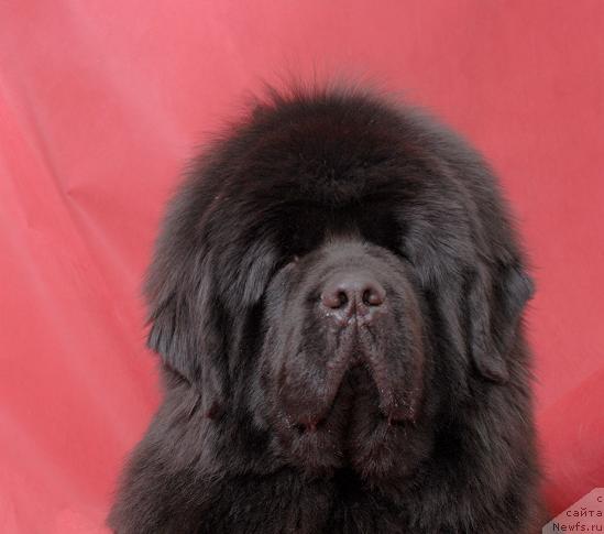 Фото: ньюфаундленд Super Premium Ask Mi From YEksklyuziv (Супер Премиум Аск Ми Фром Эксклюзив)