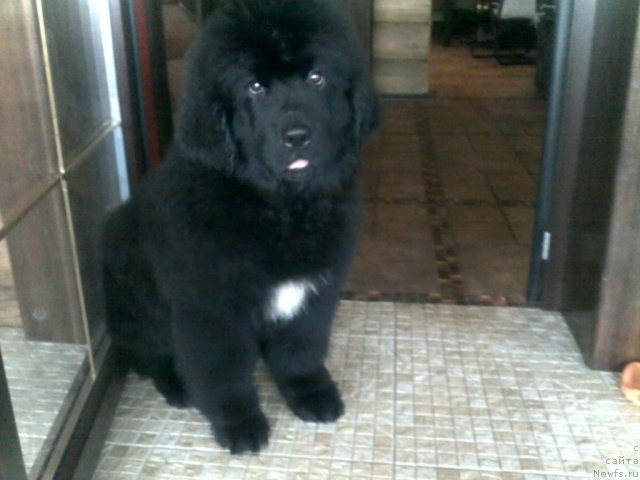 Фото: ньюфаундленд Plushevaya Panda Udivitelnaja Kejt (Плюшевая Панда Удивительная Кейт)