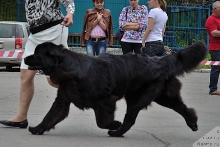 Фото: ньюфаундленд Sent Djons Tender Kiss of Elly (Сент Джонс Тендер Кисс оф Элли)