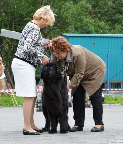 Фото: ньюфаундленд Sent Djons Tender Kiss of Elly (Сент Джонс Тендер Кисс оф Элли)