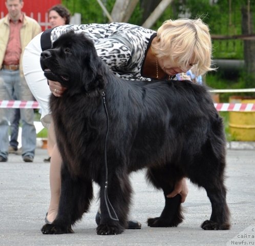 Фото: ньюфаундленд Sent Djons Tender Kiss of Elly (Сент Джонс Тендер Кисс оф Элли)