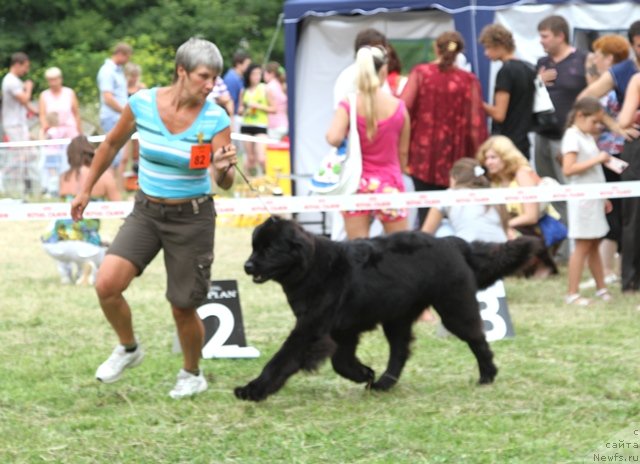 Фото: ньюфаундленд Dyurbahler Klab Villaj Dyubef (Дюрбахлер Клаб Виллаж Дюбеф)