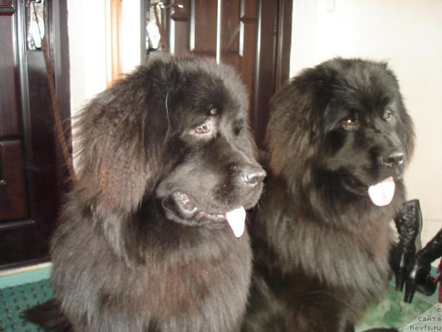 Фото: ньюфаундленд Versachi iz Medvej'ego YAra (Версачи из Медвежьего Яра)