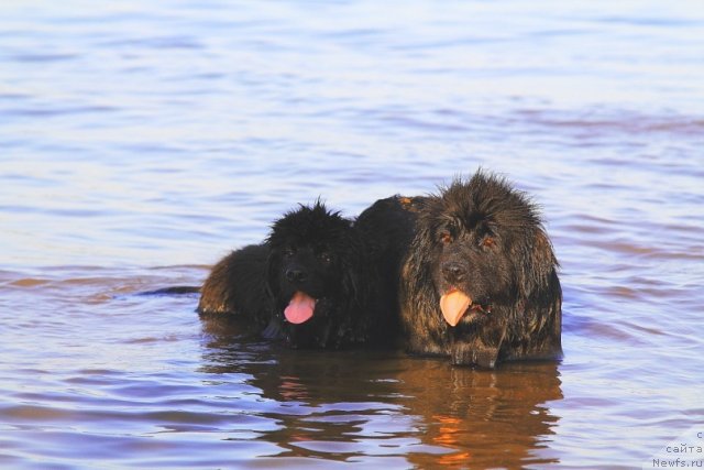 Фото: ньюфаундленд Super Bizon Astoriya (Супер Бизон Астория), ньюфаундленд Antario Black Style (Антарио Блэк Стайл)
