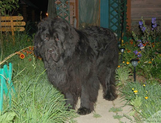 Фото: ньюфаундленд Sent Djons Orfey (Сент Джонс Орфей)