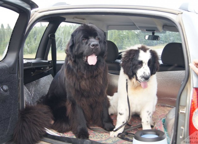 Фото: ньюфаундленд Sent Djons Ulrika (Сент Джонс Ульрика), ньюфаундленд Sent Djons Carevna Lebed (Сент Джонс Царевна Лебедь)