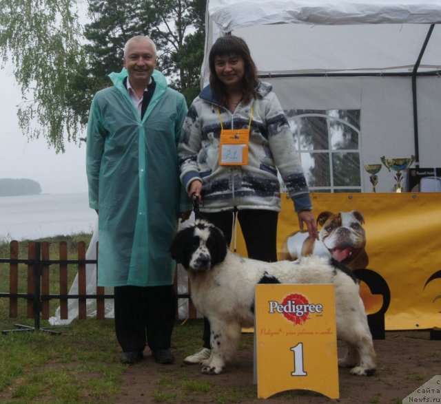 Фото: ньюфаундленд Sent Djons Carevna Lebed (Сент Джонс Царевна Лебедь)