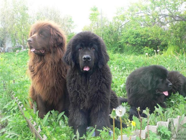 Фото: ньюфаундленд Veridan Zvezdnyiy Put' (Веридан Звездный Путь), ньюфаундленд Arkadiya Vivat Arbona (Аркадия Виват Арбона)