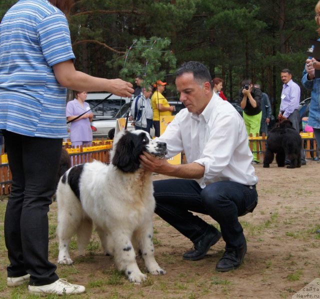 Фото: ньюфаундленд Sent Djons Carevna Lebed (Сент Джонс Царевна Лебедь)