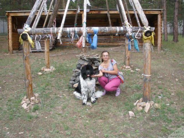 Фото: ньюфаундленд Akvian Song Zest Beautiful (Аквиан Сонг Зест Бьютифул)