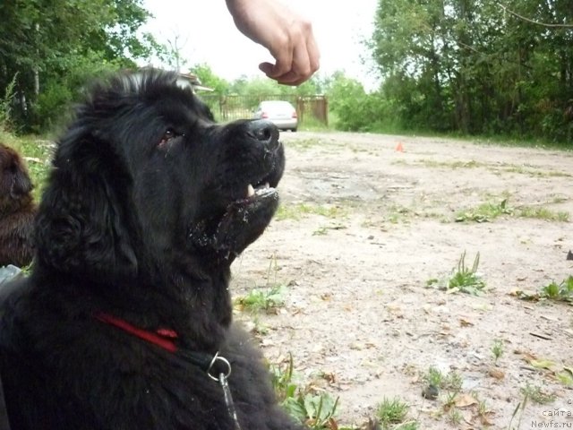 Фото: ньюфаундленд Funnewf Uletnaya Devchenka (Фанньюф Улетная Девчонка)