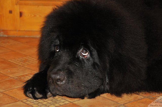 Фото: ньюфаундленд Skazochnaya Kroha Nerian (Сказочная Кроха Нериан)