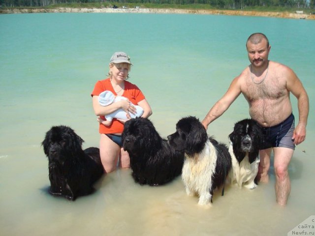 Фото: ньюфаундленд Mag Ispolin Lira Lyubvi (Маг Исполин Лира Любви), ньюфаундленд Mag Ispolin Loyengrin (Маг Исполин Лоэнгрин), ньюфаундленд Threeponds Right Way, ньюфаундленд Mag Ispolin Infanta (Маг Исполин Инфанта), Elena Gorbunova (Елена Горбунова)