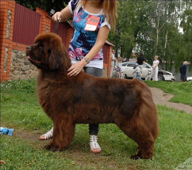 Фото: ньюфаундленд Karavella iz Medvejyego Yara (Каравэлла из Медвежьего Яра)