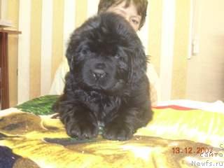 Фото: ньюфаундленд Zhemchuzhnaya Fantazia iz Medvejyego Yara (Жемчужная Фантазия из Медвежьего Яра)