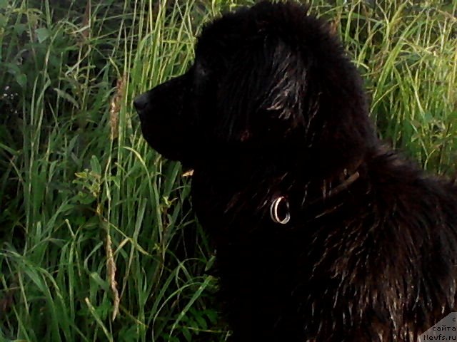 Фото: ньюфаундленд Laskovyiy Mishka (Ласковый Мишка)