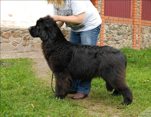 Фото: ньюфаундленд Slavjanka s Berega Dona (Славянка с Берега Дона)