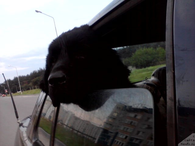 Фото: ньюфаундленд Laskovyiy Mishka (Ласковый Мишка)