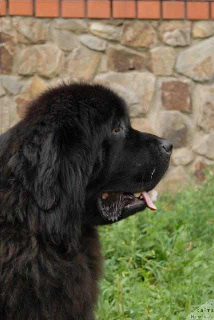 Фото: ньюфаундленд Sent Djons Ubertino (Сент Джонс Убертино)