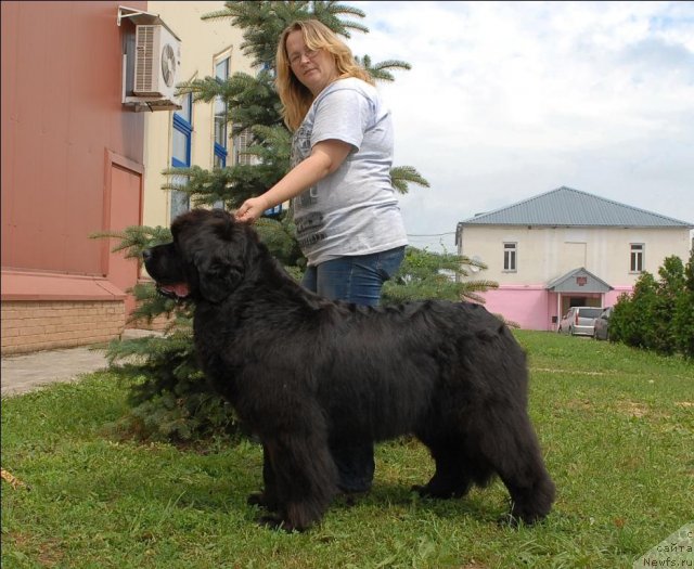 Фото: ньюфаундленд Sent Djons Romance of Love (Сент Джонс Романсе оф Лав)