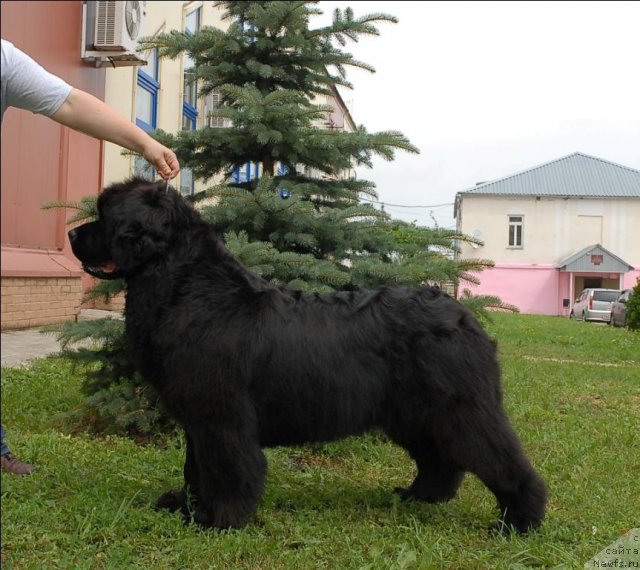 Фото: ньюфаундленд Sent Djons Romance of Love (Сент Джонс Романсе оф Лав)