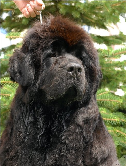 Фото: ньюфаундленд Sent Djons Romance of Love (Сент Джонс Романсе оф Лав)