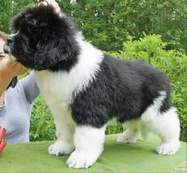 Фото: ньюфаундленд Piternyuf I Did It Again (Питерньюф И Дид Ит Агаин)