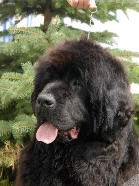 Фото: ньюфаундленд Sent Djons Romance of Love (Сент Джонс Романсе оф Лав)