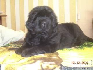 Фото: ньюфаундленд Zhemchuzhnaya Fantazia iz Medvejyego Yara (Жемчужная Фантазия из Медвежьего Яра)