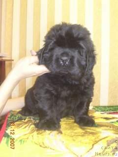 Фото: ньюфаундленд Zholli Wonderfull iz Medvejyego Yara (Жолли Вандерфулл из Медвежьего Яра)