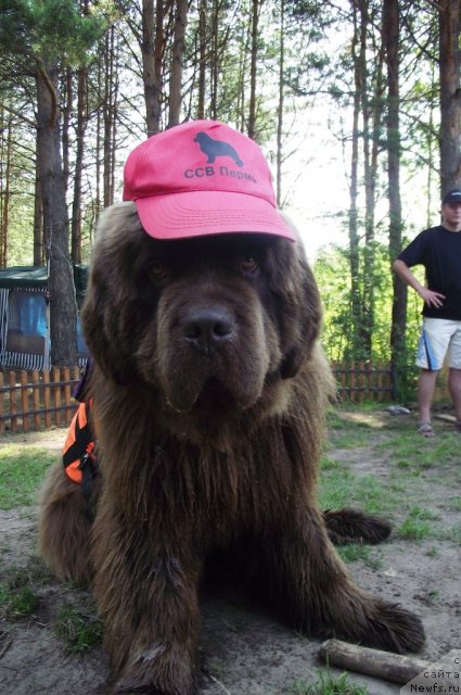 Фото: ньюфаундленд Komandor iz Medvej'ego YAra (Командор из Медвежьего Яра)