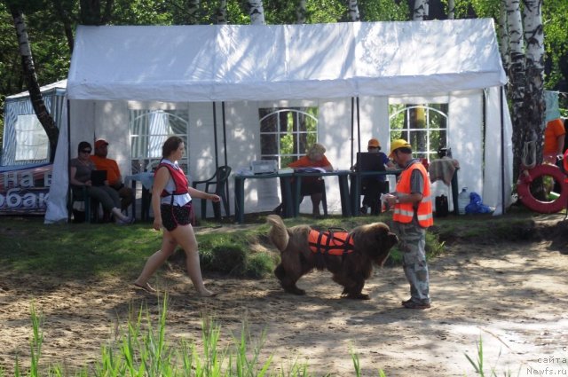 Фото: ньюфаундленд Komandor iz Medvej'ego YAra (Командор из Медвежьего Яра), Ekaterina Plotnikova (Екатерина Плотникова)