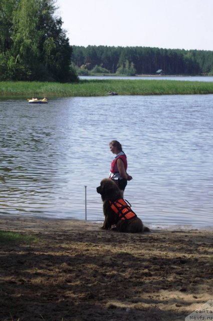Фото: ньюфаундленд Komandor iz Medvej'ego YAra (Командор из Медвежьего Яра)